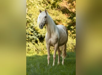 PRE Mix, Mare, 4 years, 15,1 hh, Palomino