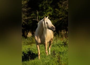 PRE Mix, Mare, 4 years, 15,1 hh, Palomino