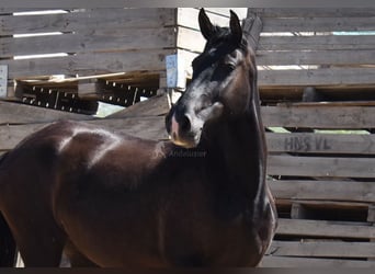 PRE Mix, Mare, 4 years, 15,2 hh, Black