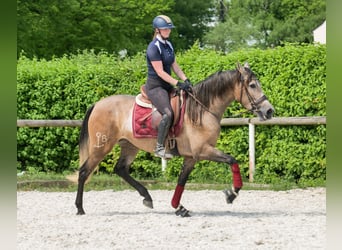 PRE Mix, Mare, 4 years, 15,2 hh, Gray-Red-Tan