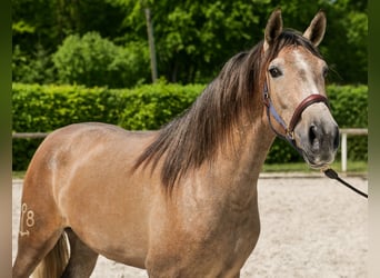 PRE Mix, Mare, 4 years, 15,2 hh, Gray-Red-Tan