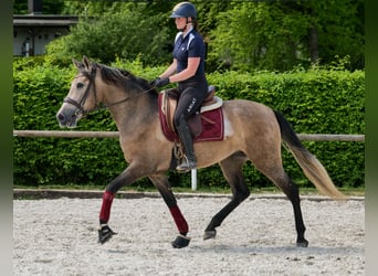 PRE Mix, Mare, 4 years, 15,2 hh, Gray-Red-Tan
