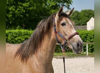 PRE Mix, Mare, 4 years, 15,2 hh, Gray-Red-Tan