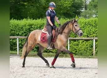 PRE Mix, Mare, 4 years, 15,2 hh, Gray-Red-Tan