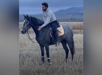 PRE Mix, Mare, 4 years, 15,2 hh, Grey-Blue-Tan