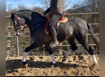 PRE Mix, Mare, 4 years, 15,2 hh, Grey-Dapple