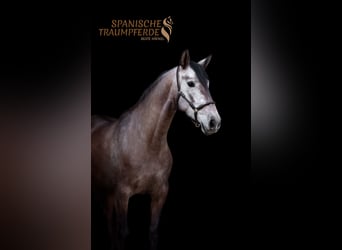 PRE Mix, Mare, 4 years, 15,2 hh, Grey