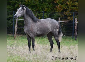 PRE Mix, Mare, 4 years, 15,2 hh, Grey