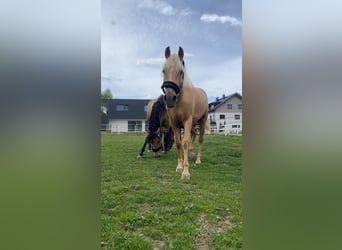 PRE Mix, Mare, 4 years, 15,2 hh, Palomino