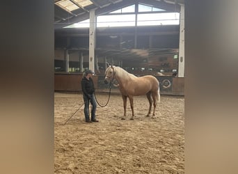 PRE Mix, Mare, 4 years, 15,2 hh, Palomino