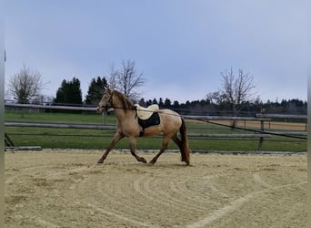 PRE, Mare, 4 years, 15,2 hh, Pearl