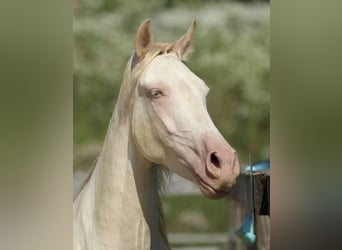 PRE Mix, Mare, 4 years, 15,2 hh, Perlino