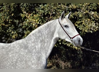 PRE Mix, Mare, 4 years, 15,3 hh, Grey