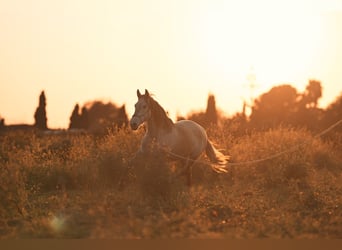 PRE, Mare, 4 years, 15,3 hh, Grey