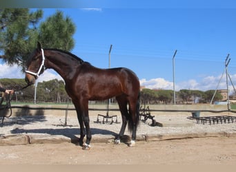 PRE Mix, Mare, 4 years, 16.1 hh, Bay