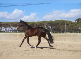 PRE Mix, Mare, 4 years, 16.1 hh, Bay