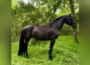 PRE, Mare, 4 years, 16.1 hh, Black