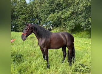 PRE, Mare, 4 years, 16.1 hh, Black