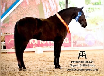 PRE, Mare, 4 years, 16.1 hh, Brown