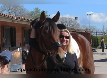 PRE Mix, Mare, 4 years, 16,1 hh, Brown