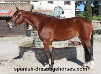 PRE Mix, Mare, 4 years, 16,1 hh, Brown