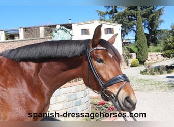 PRE Mix, Mare, 4 years, 16,1 hh, Brown