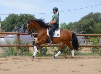 PRE, Mare, 4 years, 16.1 hh, Brown
