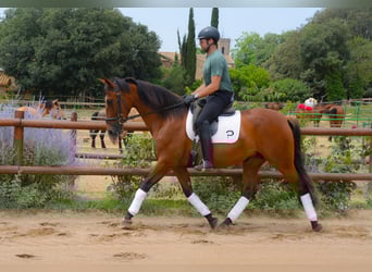 PRE, Mare, 4 years, 16.1 hh, Brown