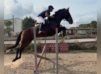PRE, Mare, 4 years, 16.1 hh, Brown