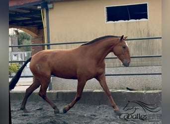 PRE Mix, Mare, 4 years, 16.1 hh, Chestnut-Red