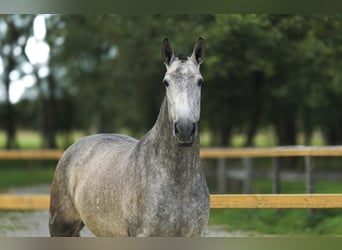 PRE Mix, Mare, 4 years, 16.1 hh, Gray