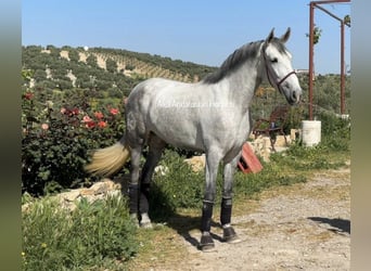 PRE Mix, Mare, 4 years, 16.1 hh, Gray