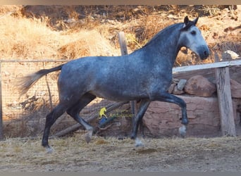 PRE, Mare, 4 years, 16.1 hh, Grey