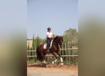 PRE, Mare, 4 years, 16,2 hh, Brown