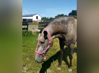 PRE Mix, Mare, 4 years, 16,2 hh, Brown Falb mold