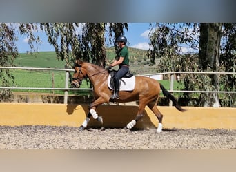 PRE, Mare, 4 years, 16.2 hh, Brown-Light