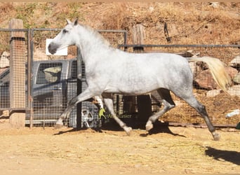 PRE, Mare, 4 years, 16.2 hh, Grey