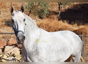 PRE, Mare, 4 years, 16.2 hh, Grey