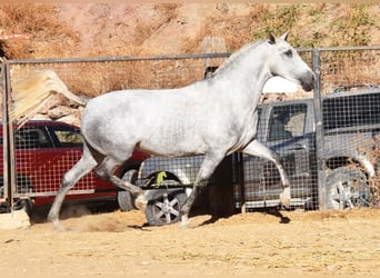 PRE, Mare, 4 years, 16.2 hh, Grey
