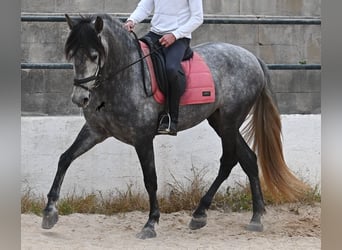 PRE Mix, Mare, 4 years, 16.2 hh, Grey