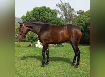 PRE Mix, Mare, 4 years, 16.3 hh, Brown