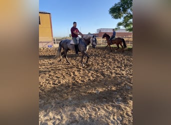 PRE, Mare, 4 years, 16 hh, Bay-Dark