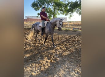 PRE, Mare, 4 years, 16 hh, Bay-Dark