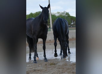 PRE Mix, Mare, 4 years, 16 hh, Black