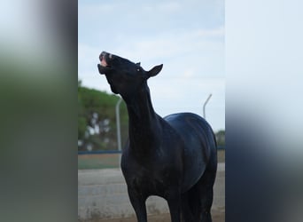 PRE Mix, Mare, 4 years, 16 hh, Black