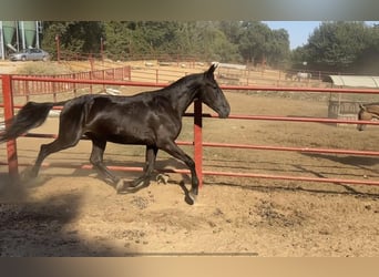 PRE, Mare, 4 years, 16 hh, Black