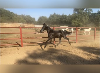 PRE, Mare, 4 years, 16 hh, Black