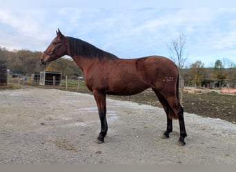 PRE Mix, Mare, 4 years, 16 hh