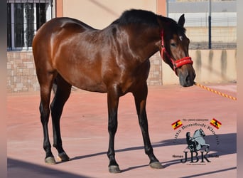 PRE, Mare, 4 years, 16 hh, Brown