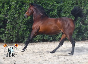 PRE, Mare, 4 years, 16 hh, Brown